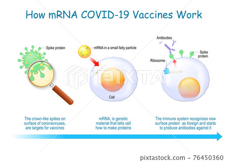 How mRNA Vaccines Work. COVID-19. pandemic How mRNA Vaccines Work. COVID-19. pandemic 76450360