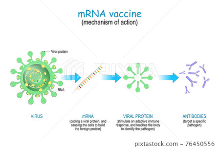 mechanism of action of the RNA vaccine 76450556