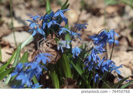 Scilla. Bifolia flower forest, spring flora bloom Scilla. Bifolia flower forest, spring flora bloom 76450788
