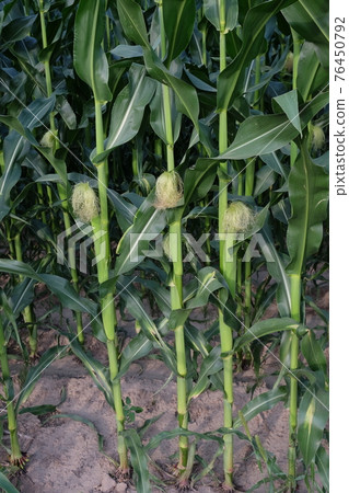Corn cobs on stalks. Young agricultural plants in summer. Ripening young corn ear with silk on stalk on the plantation close-up. Corn with small young unripe cobs. Corn cobs on stalks. Young agricultural plants in summer. Ripening young corn ear with silk on stalk on the plantation close-up. Corn with small young unripe cobs. 76450792