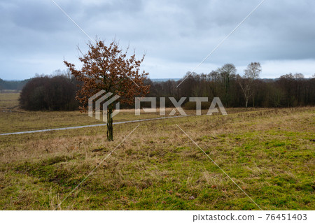 A lone tree at a moor. Picture from Revingehed, Scania, Sweden A lone tree at a moor. Picture from Revingehed, Scania, Sweden 76451403