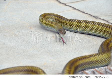 鼠蛇舌 鼠蛇舌 76452720