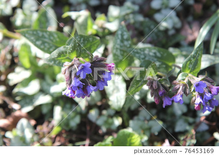 Pulmonaria that grows even in the shade 76453169