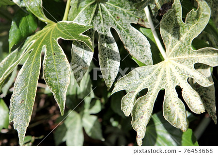 Yatsude Spider Web that grows even in the shade Yatsude Spider Web that grows even in the shade 76453668