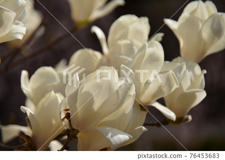 白玉蘭花 76453683