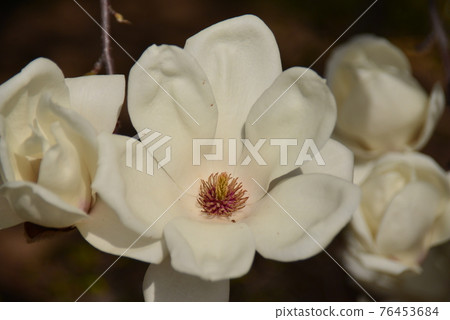Pure white magnolia flower close-up 76453684