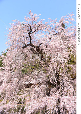 Split cherry blossoms in full bloom 76453685