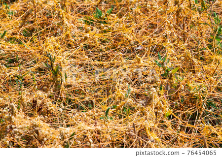 Dodder Genus Cuscuta is The parasite wraps Dodder Genus Cuscuta is The parasite wraps 76454065