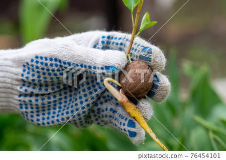 Broken walnut shell in hand, new idea concept 76454101