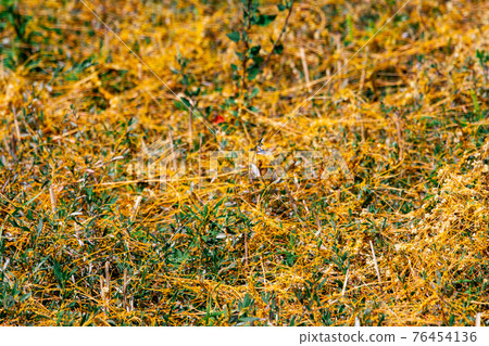 Dodder Genus Cuscuta is The parasite wraps Dodder Genus Cuscuta is The parasite wraps 76454136