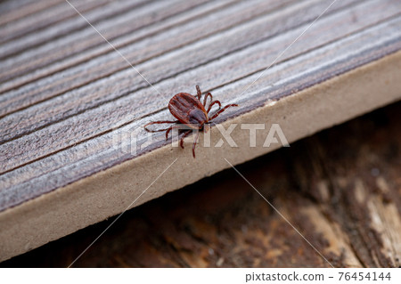 A dangerous parasite and infection carrier mite 76454144