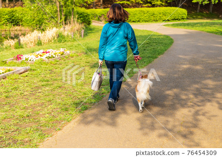 Female owner walking in the park with a small dog Female owner walking in the park with a small dog 76454309