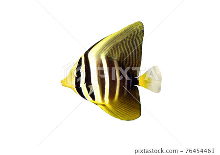 Zebrasoma juvenile fish white background 76454461