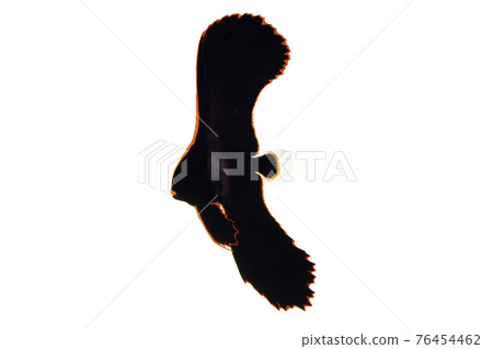 Akakukuri juvenile Akakukuri white background 76454462