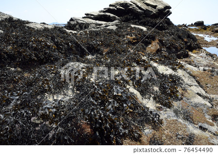 Intertidal seaweed wide rocky creatures Intertidal seaweed wide rocky creatures 76454490