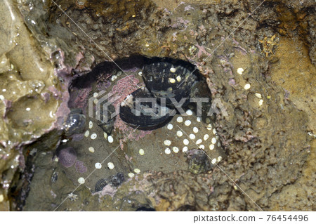 Nerita albicilla and its egg Nerita albicilla 76454496