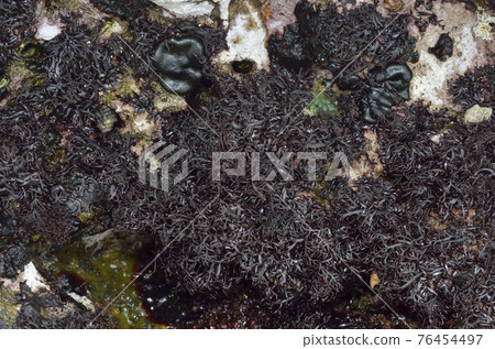 Kainori seaweed 76454497