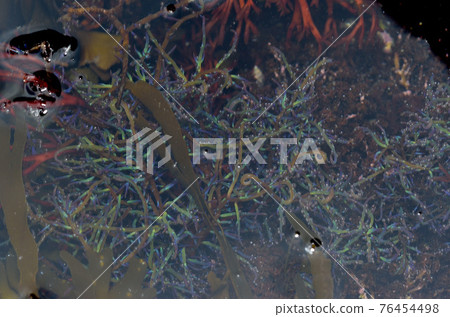 Seaweed that emits oxygen 76454498