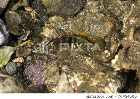 Nabeka dried out 76454500