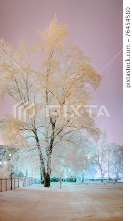 Beautiful trees in the frost, evening Beautiful trees in the frost, evening 76454580