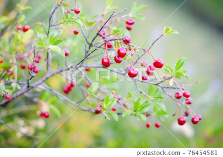 Sprig of ripe red wild cherry 76454581