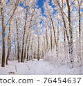 Beautiful winter park, trees in hoarfrost 76454637