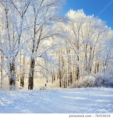 Beautiful winter park, trees in hoarfrost, sunset 76454639