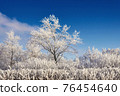 Beautiful trees in hoarfrost on a background of blue sky, winter park in the morning 76454640