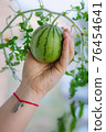 Miniature watermelon grown in the home, held in hand 76454641