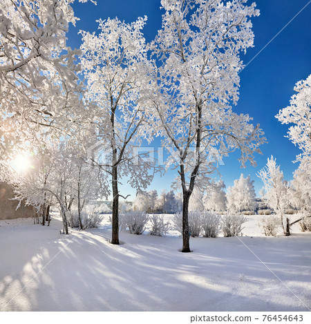 Beautiful trees in hoarfrost, winter day 76454643