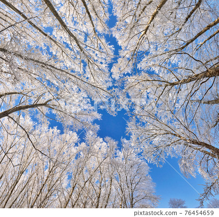 Beautiful winter park, trees in hoarfrost, panoramic bottom view 76454659