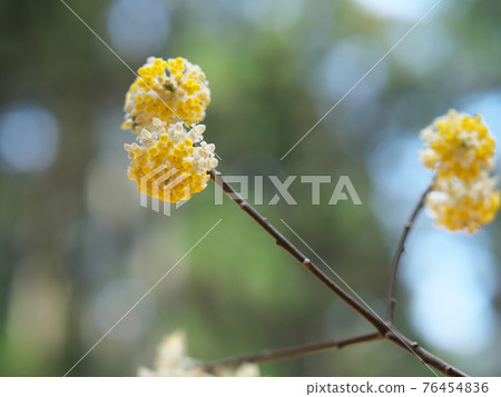 Motegi colony in full bloom Motegi Town Motegi colony in full bloom Motegi Town 76454836