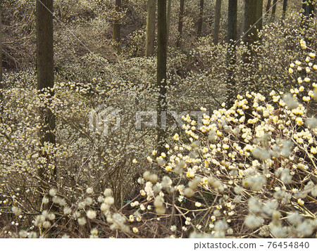 Motegi colony in full bloom Motegi Town Motegi colony in full bloom Motegi Town 76454840