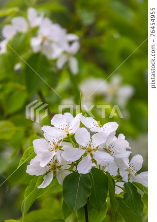 White blossoming apple trees. White apple tree flowers 76454955