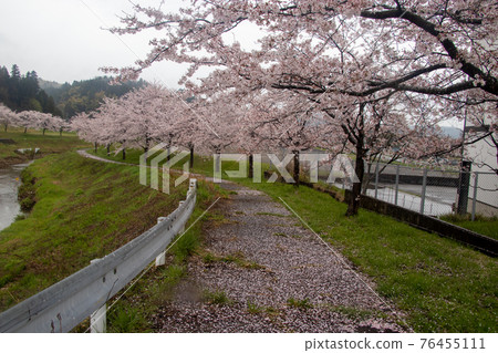 Sakura in Tsubata Town 76455111