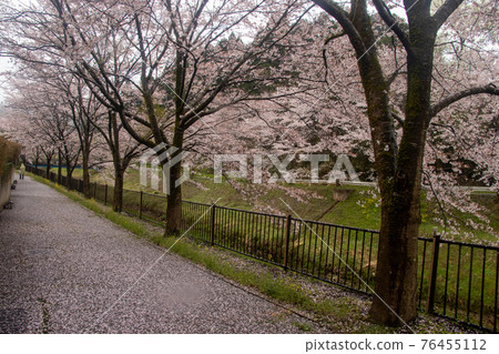 Sakura in Tsubata Town Sakura in Tsubata Town 76455112