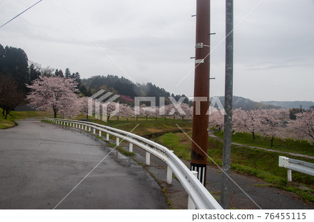 椿田町的櫻花 椿田町的櫻花 76455115