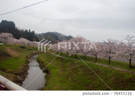椿田町的櫻花 76455116