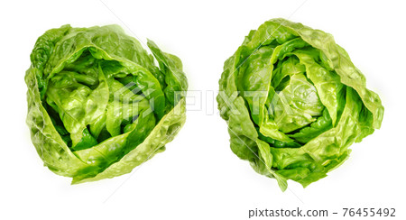 Two Romaine lettuce hearts, from above. Cos lettuce, tall lettuce heads of sturdy dark green leaves with firm ribs down their centers. Lactuca sativa longifolia. Isolated over white, macro food photo. 76455492