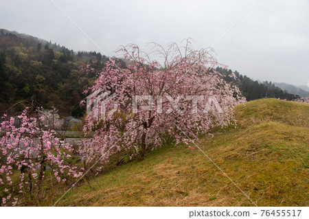 Sakura in Tsubata Town Sakura in Tsubata Town 76455517