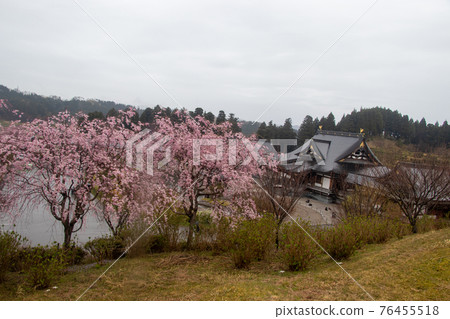 椿田町的櫻花 76455518