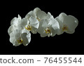 White orchid flowers isolated on black background. 76455544