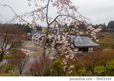 椿田町的櫻花 椿田町的櫻花 76455584