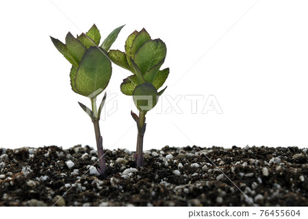 Kikyo sprout 76455604