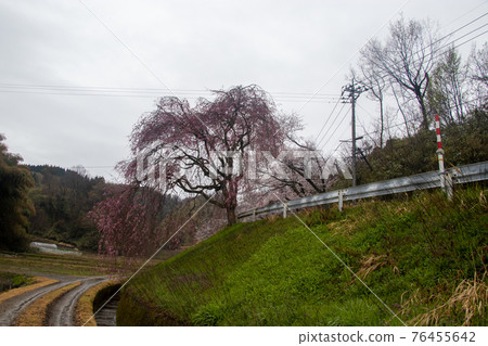 椿田町的櫻花 76455642