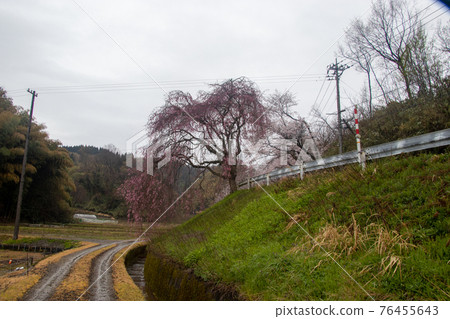 Sakura in Tsubata Town 76455643