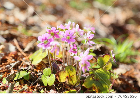 Flower of Famous Plants 76455650