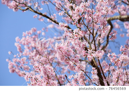 Ed Higanzakura flower 76456569