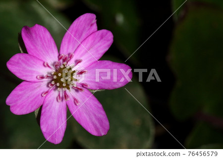 天然植物紫草，毛茛科多年生植物。它是一朵美麗的花，但花瓣看起來像萼片，沒有花瓣。 76456579