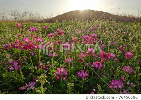 Sunset and astragalus Sunset and astragalus 76456586